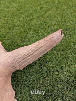 Historic Juvenile Bison Skull Western Iowa River Find