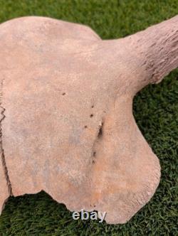 Historic Juvenile Bison Skull Western Iowa River Find