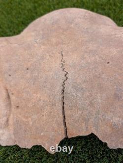Historic Juvenile Bison Skull Western Iowa River Find
