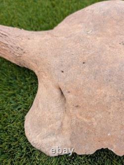Historic Juvenile Bison Skull Western Iowa River Find