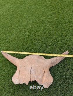 Historic Juvenile Bison Skull Western Iowa River Find