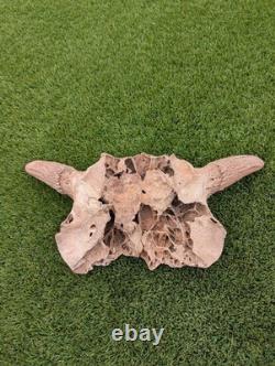 Historic Juvenile Bison Skull Western Iowa River Find