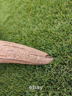 Historic Juvenile Bison Skull Western Iowa River Find