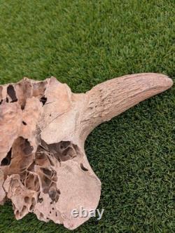 Historic Juvenile Bison Skull Western Iowa River Find