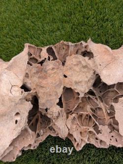 Historic Juvenile Bison Skull Western Iowa River Find