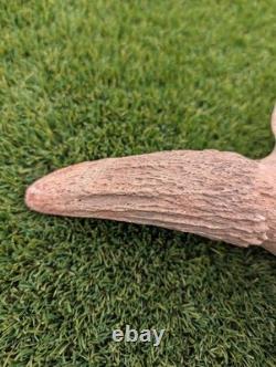 Historic Juvenile Bison Skull Western Iowa River Find