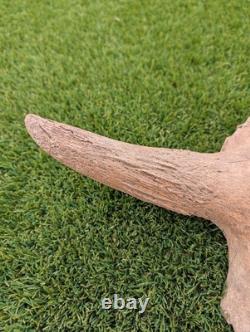 Historic Juvenile Bison Skull Western Iowa River Find