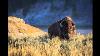 History Of Bison In North America With Eta Guide Laura Krusheski