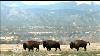 Honoring The Bison As America S National Mammal