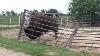 How A Bison Fixes A Fence