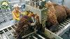 How American Farmers Raise U0026 Process Millions Of Bison Inside A Massive Bison Meat Factory