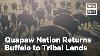 How Bison Restoration Seeks To Heal The Quapaw Nation Nowthis