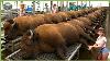 How Bisons Are Raised U0026 Processed Massive Bison Farming For Premium Meat