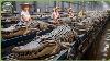 How Millions Of Crocodiles Are Processed Massive Crocodile Farming For Skin U0026 Meat