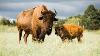 How To Start Your Own Bison Herd