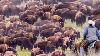 How Us Ranchers Raise Thousands Of Bison Bison Farming Documentary