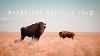 How Wild Bison Ended Up In The High Desert Plains Of Arizona Journie Tours