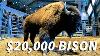 Huge Bison Bulls First Hand Look At A Bison Auction
