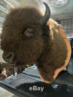 Huge Buffalo Shoulder Mount, Monster Bull, Bison Head, Antler Taxidermy