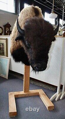 Huge Trophy American Bison Taxidermy Shoulder Mount On A Wooden Floor Stand 84h