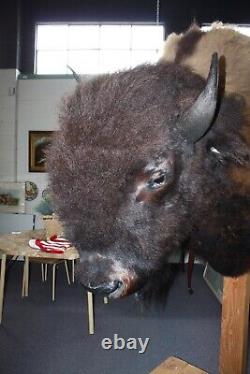 Huge Trophy American Bison Taxidermy Shoulder Mount On A Wooden Floor Stand 84h