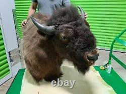 Huge Trophy Buffalo Shoulder Mount Bison Head Wild Animal Quality Taxidermy Rare