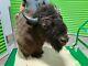 Huge Trophy Buffalo Shoulder Mount Bison Head Wild Animal Quality Taxidermy Rare