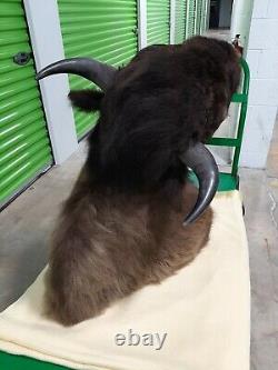 Huge Trophy Buffalo Shoulder Mount Bison Head Wild Animal Quality Taxidermy Rare