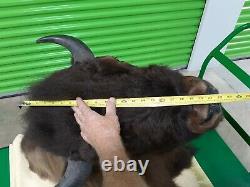 Huge Trophy Buffalo Shoulder Mount Bison Head Wild Animal Quality Taxidermy Rare