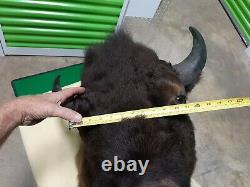 Huge Trophy Buffalo Shoulder Mount Bison Head Wild Animal Quality Taxidermy Rare