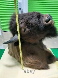 Huge Trophy Buffalo Shoulder Mount Bison Head Wild Animal Quality Taxidermy Rare