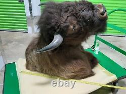 Huge Trophy Buffalo Shoulder Mount Bison Head Wild Animal Quality Taxidermy Rare