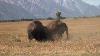 Incredible Bison Battle