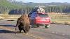 Incredible Yellowstone Bison Battle On The Road