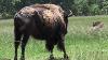 Inside Look Cherokee Nation Bison Herd