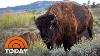 Inside Ranchers Efforts To Save The American Bison