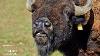 Interesting Facts On Bison The Largest Land Mammal In North America
