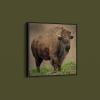 Joe Alderman American Bison Art Print on Paper or Canvas