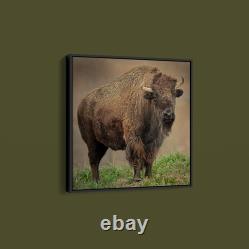 Joe Alderman American Bison Art Print on Paper or Canvas