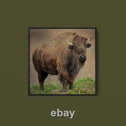 Joe Alderman American Bison Art Print on Paper or Canvas