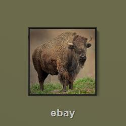 Joe Alderman American Bison Art Print on Paper or Canvas