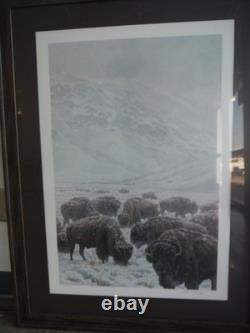 John Seerey-lester Framed Limited Edition Print American Bison Buffalo 104/950