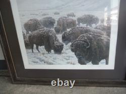John Seerey-lester Framed Limited Edition Print American Bison Buffalo 104/950