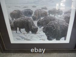 John Seerey-lester Framed Limited Edition Print American Bison Buffalo 104/950
