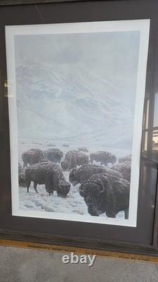 John Seerey-lester Framed Limited Edition Print American Bison Buffalo 104/950
