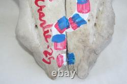 Jr Charlie Fast Folk Pop Art Painting Taxidermy River Find Bison Buffalo Skull