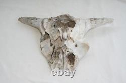 Jr Charlie Fast Folk Pop Art Painting Taxidermy River Find Bison Buffalo Skull