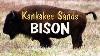 Kankakee Sands Project Bison