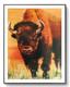 LOVELESS GOLDEN BISON 11 X 15 acrylic on paper