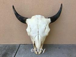 Large 24.5 BULL BUFFALO BISON SKULL HORNS cow head AMERICAN TOTANKA taxidermy